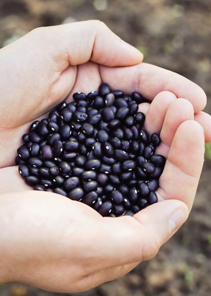 95,000 lbs of Black Beans Donated!