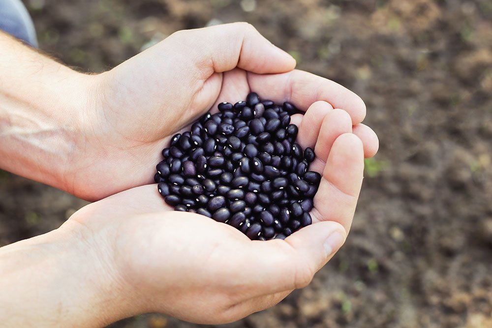 95,000 lbs of Black Beans Donated!